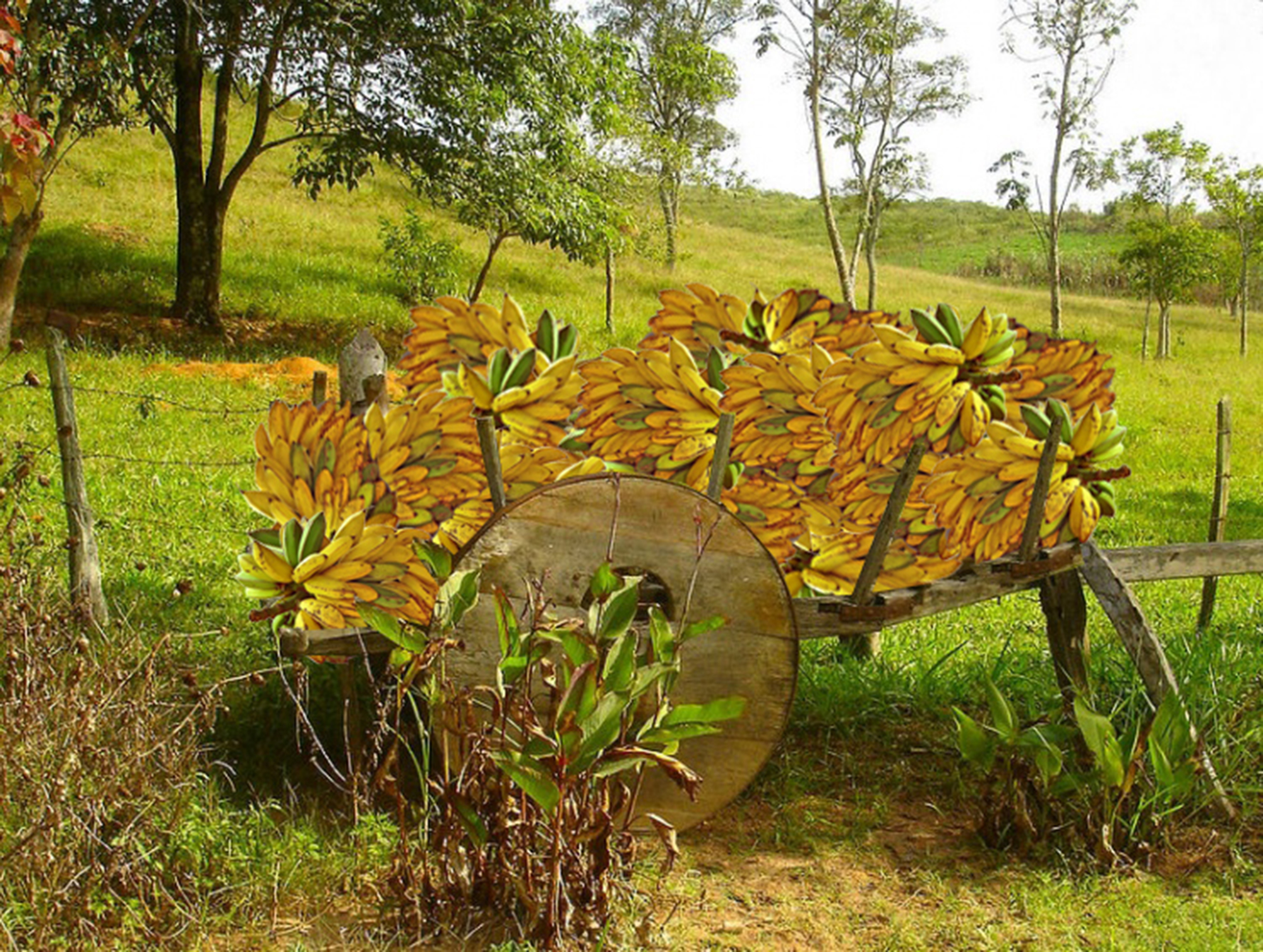 Bananascape