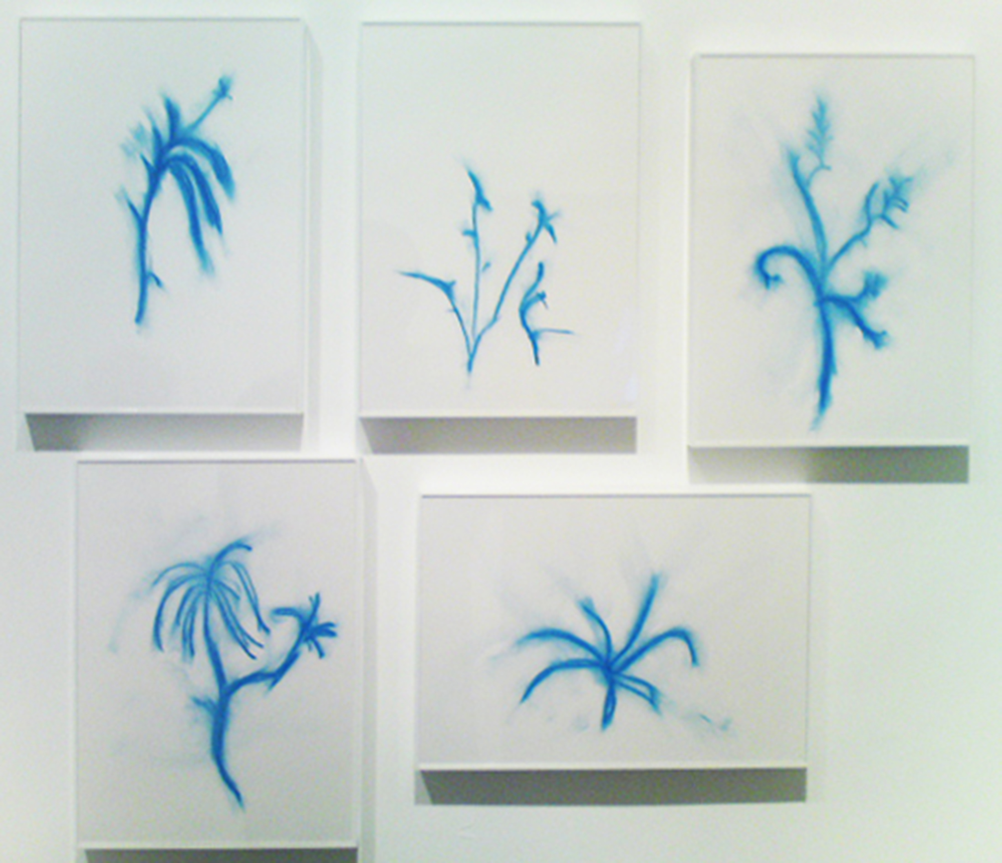 Phitoblue